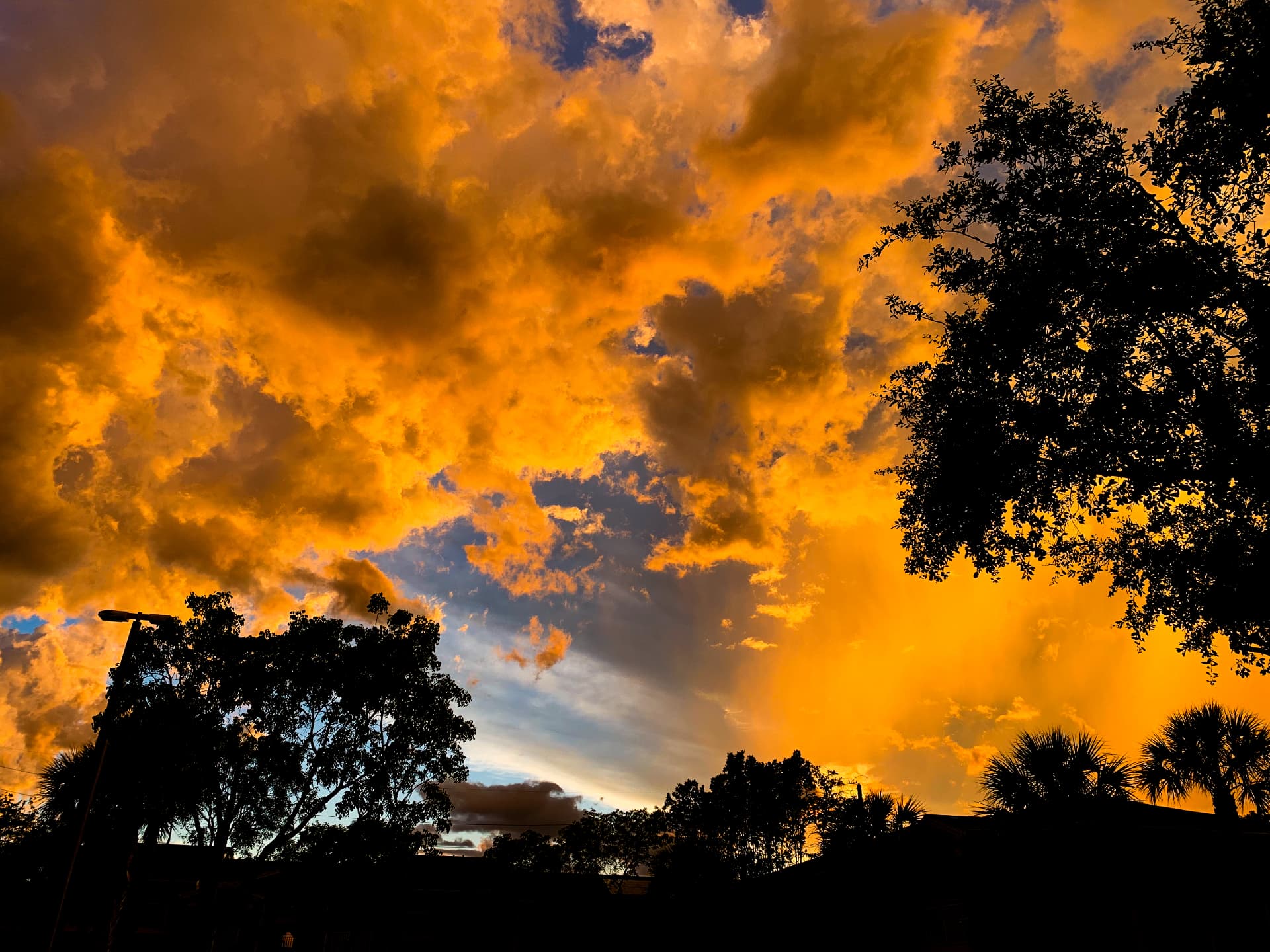 Enormous golden clouds above silhouetted trees